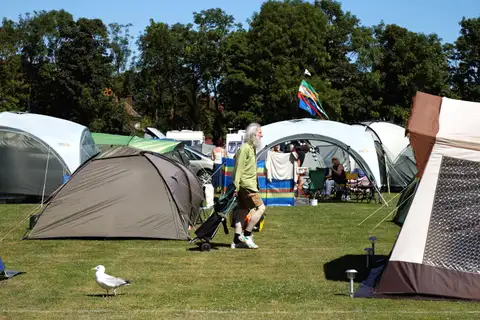 Tents of different sizes on a sunny grass campsite with trees behind and a gull on the lawn
